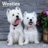 West Highland White Terriers 2024 Wall Calendar -Calendars Sales Store 00655aaa 3c07 4884 ba0c ea4002dc23eb