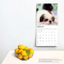 Shih Tzu Puppies 2024 Wall Calendar -Calendars Sales Store 00660328 92c6 4036 af2f 14eb2c1ff1a0