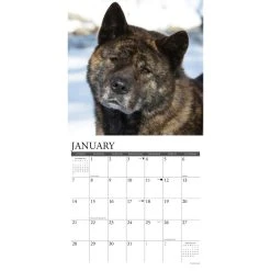 Just Akitas 2024 Wall Calendar -Calendars Sales Store 00e13195 055c 4a00 be2d e7499ac2e4ea