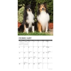 Just Shelties 2024 Wall Calendar -Calendars Sales Store 023762b0 4acb 4f70 8dc5 083ca8ebf1b7