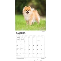 Pomeranians 2024 Wall Calendar -Calendars Sales Store 024853cd 50a5 4201 8f96 f3bde71e100b