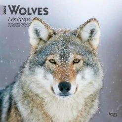 Wolves 2024 Wall Calendar