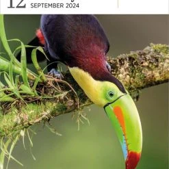 Audubon Birds Gallery 2024 Desk Calendar Refill Pack -Calendars Sales Store 0360cf06 27ba 4aa9 b54a a2a0f80faacf