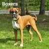 Boxers International 2024 Wall Calendar 1 Boxers International 2024 Wall Calendar -Calendars Sales Store 03833cc3 6e1a 4e37 8721 2c7dfaf59d63