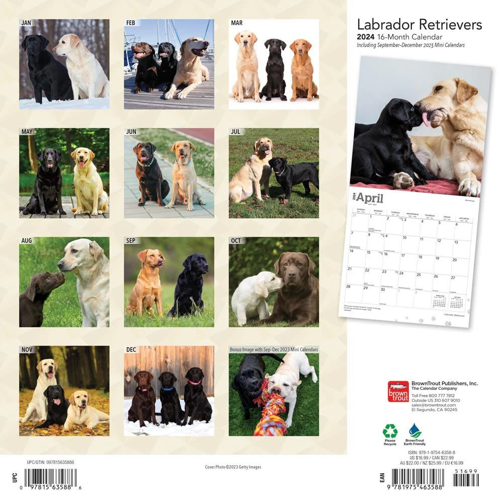 Labrador Retriever 2024 Wall Calendar 4 Labrador Retriever 2024 Wall Calendar - Image 2