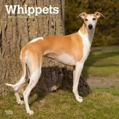 Whippets 2024 Wall Calendar