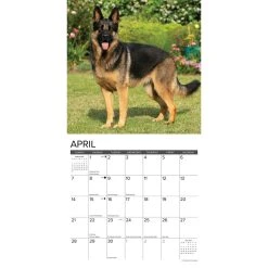 Just German Shepherds 2024 Wall Calendar 9 Just German Shepherds 2024 Wall Calendar -Calendars Sales Store 0411b1d6 5dd9 41d7 9f23 693932452c34