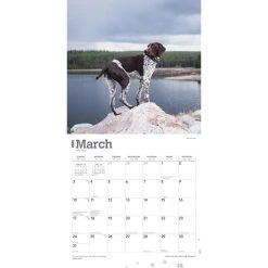 German Shorthaired Pointers 2024 Wall Calendar 12 German Shorthaired Pointers 2024 Wall Calendar -Calendars Sales Store 044ce7a8 61b8 400f 8d87 40856b19ecc9