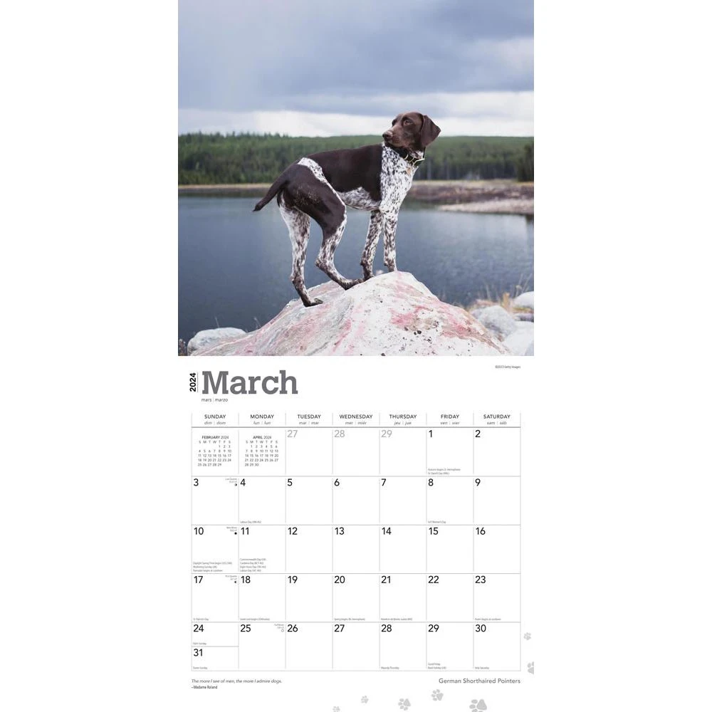 German Shorthaired Pointers 2024 Wall Calendar 5 German Shorthaired Pointers 2024 Wall Calendar - Image 3