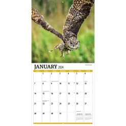 Birds Of Prey Photo 2024 Wall Calendar -Calendars Sales Store 04aea9c7 df70 4acd a025 7327606b161f