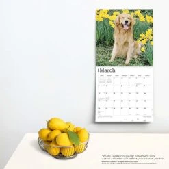 Golden Retrievers 2024 Wall Calendar 13 Golden Retrievers 2024 Wall Calendar -Calendars Sales Store 04c2521d 18e1 4d5f 96db a0712b996890