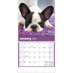 Bulldogs 2024 Wall Calendar -Calendars Sales Store 0539bcaa 2daa 4781 b1f3 429b242f089a