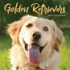 Goldens 2024 Wall Calendar -Calendars Sales Store 05870973 cf37 43f4 a940 78546c633f23