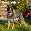 Blue Heelers 2024 Wall Calendar