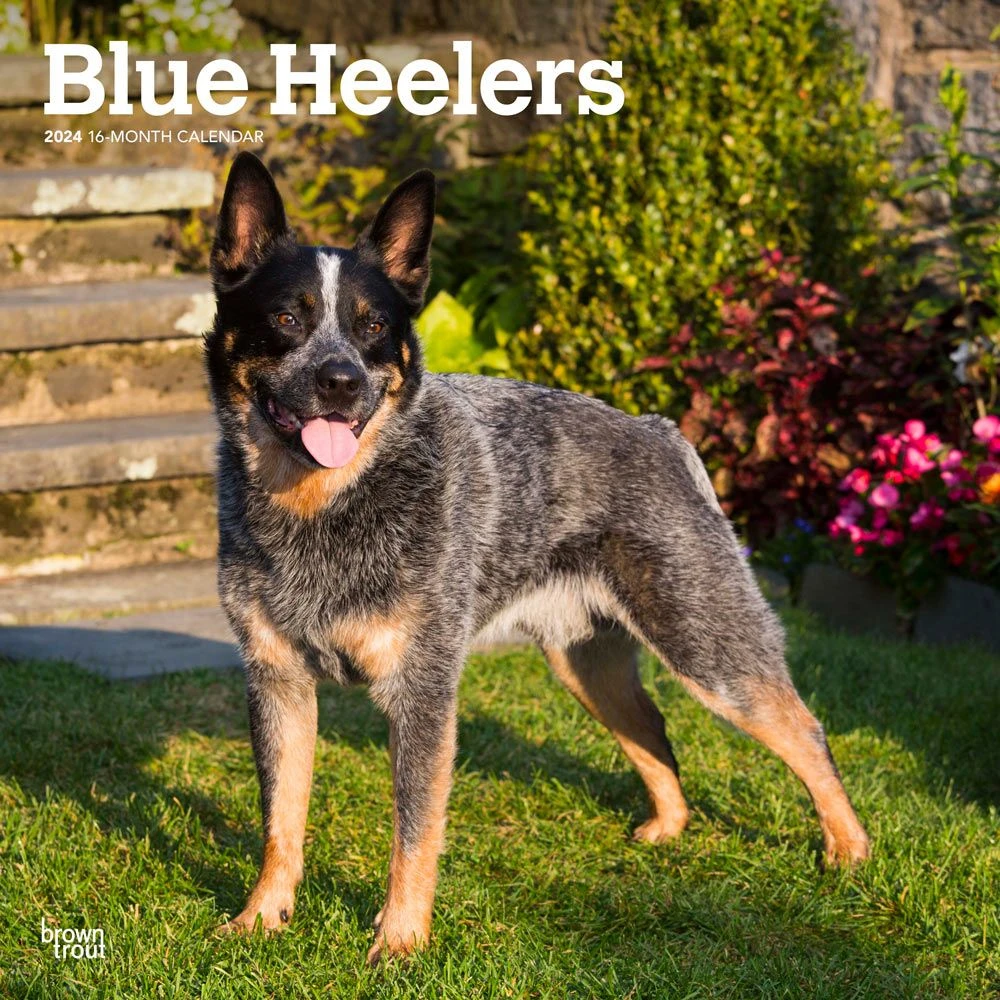 Blue Heelers 2024 Wall Calendar 3 Blue Heelers 2024 Wall Calendar