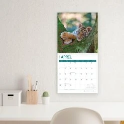 Baby Big Cats 2024 Wall Calendar -Calendars Sales Store 0b7f9367 d68c 41f6 81b7 6948f89d2337