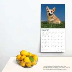 Welsh Corgis Pembroke 2024 Wall Calendar -Calendars Sales Store 0bd0853c 739e 4566 8cb2 8cadb10ad8bd