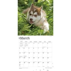 Siberian Husky Puppies 2024 Wall Calendar -Calendars Sales Store 0cdb7e67 614d 4228 b20a 1e45f56e544f