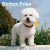 Bichon Frise 2024 Wall Calendar -Calendars Sales Store 0cf4f824 b3df 4345 9a7e 7d4e9b97ac6b