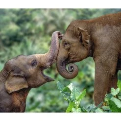 Elephants WWF 2024 Wall Calendar -Calendars Sales Store 0d1ab766 8277 4198 a765 b9bb6d752ac6