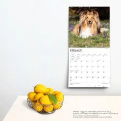 Shetland Sheepdogs 2024 Wall Calendar -Calendars Sales Store 0d8e7425 5155 4c55 8708 0a005552e9d6