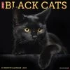 Just Black Cats 2024 Wall Calendar -Calendars Sales Store 0e46cc89 7844 4e9b be65 2854e3f0fd08
