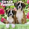 Just Boxer Puppies 2024 Wall Calendar 1 Just Boxer Puppies 2024 Wall Calendar -Calendars Sales Store 0e7456a5 680b 4a78 a04a ce87e2eca694
