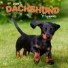 Dachshund Puppies 2024 Wall Calendar -Calendars Sales Store 0e90e3d7 970d 48ba 9364 f77f39aec839