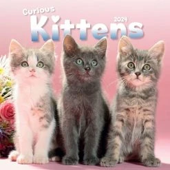 Kittens Curious 2024 Wall Calendar