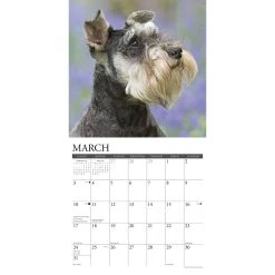 Just Schnauzers 2024 Wall Calendar -Calendars Sales Store 0f2ce19c 464a 42a5 aee2 d8834e7271cf