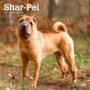 Shar-Pei 2024 Wall Calendar -Calendars Sales Store 0fb55a99 a10d 4229 9239 af7b1898f5a6
