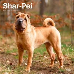 Shar-Pei 2024 Wall Calendar