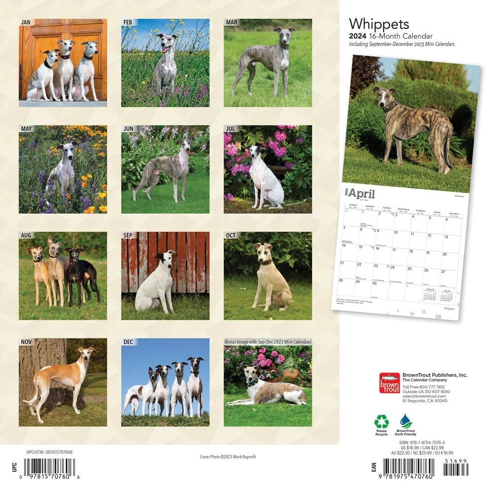 Whippets 2024 Wall Calendar 4 Whippets 2024 Wall Calendar - Image 2