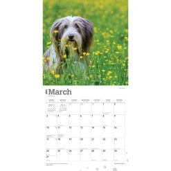 Bearded Collies 2024 Wall Calendar -Calendars Sales Store 10592543 2529 4217 a269 6a01624ce765