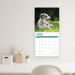 Australian Shepherds 2024 Wall Calendar 13 Australian Shepherds 2024 Wall Calendar -Calendars Sales Store 12e4a4b3 5176 4731 8da0 afd2eebc54c1