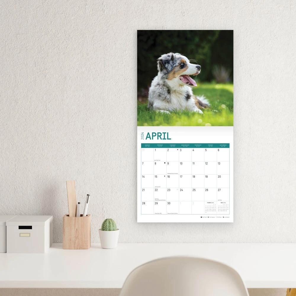Australian Shepherds 2024 Wall Calendar 7 Australian Shepherds 2024 Wall Calendar - Image 5