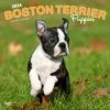 Boston Terrier Puppies 2024 Wall Calendar -Calendars Sales Store 1330ccf7 7006 4044 95fb 8ef0ba1359f9