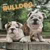 Bulldog Puppies 2024 Wall Calendar -Calendars Sales Store 133d1e44 7ae4 4ede a21e 95e6673c8809