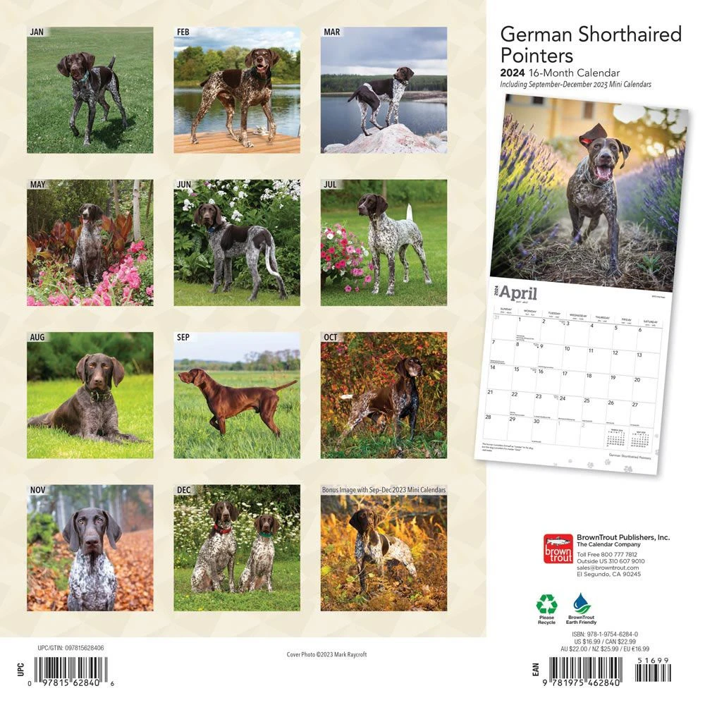German Shorthaired Pointers 2024 Wall Calendar 4 German Shorthaired Pointers 2024 Wall Calendar - Image 2