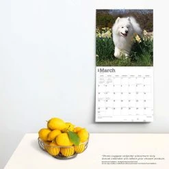 Samoyeds 2024 Wall Calendar -Calendars Sales Store 1445ccbe 1b32 40d1 a5ee f9cbd34f935f