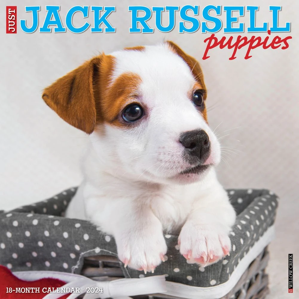 Jack Russell Puppies 2024 Wall Calendar 3 Jack Russell Puppies 2024 Wall Calendar