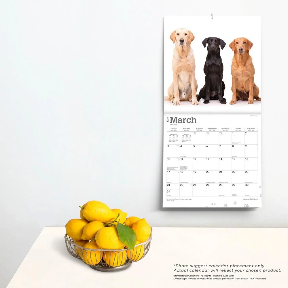 Labrador Retriever 2024 Wall Calendar 6 Labrador Retriever 2024 Wall Calendar - Image 4