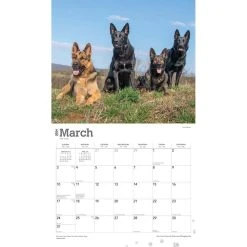 German Shepherds Deluxe 2024 Wall Calendar -Calendars Sales Store 15099862 fc4b 4ca9 9e10 34f5b3e0e33b