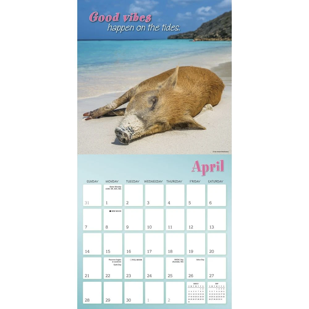 Pigs In Paradise 2024 Wall Calendar 5 Pigs In Paradise 2024 Wall Calendar - Image 3