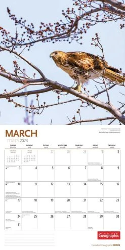 Birds 2024 Wall Calendar -Calendars Sales Store 172dfb90 9bb0 4b1e bf40 48cd824487b1