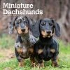 Miniature Dachshund 2024 Wall Calendar 2 Miniature Dachshund 2024 Wall Calendar -Calendars Sales Store 1820a7c9 63b5 4619 ac39 56d31a811ab9