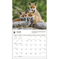 Foxes WWF 2024 Wall Calendar -Calendars Sales Store 18328eeb 7220 4929 b67b 1a67ee1c8cbd