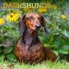 Dachshunds 2024 Wall Calendar -Calendars Sales Store 18548f29 35fe 426e aa66 9562d4c3841d