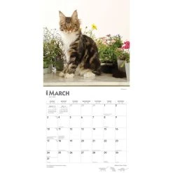 Maine Coon Cats 2024 Wall Calendar 12 Maine Coon Cats 2024 Wall Calendar -Calendars Sales Store 1acaff24 f146 46bb 87e5 4a8b204f3853