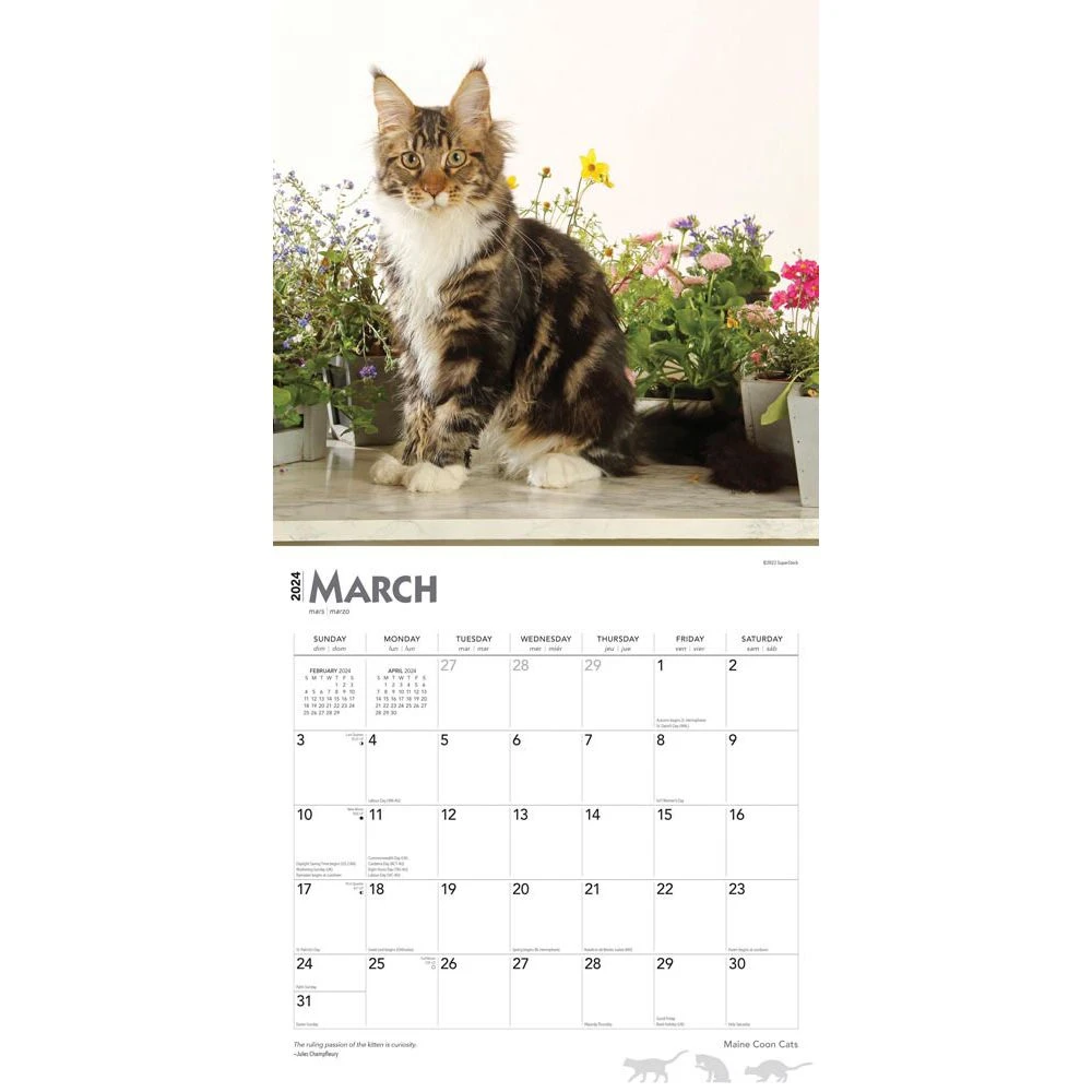 Maine Coon Cats 2024 Wall Calendar 5 Maine Coon Cats 2024 Wall Calendar - Image 3